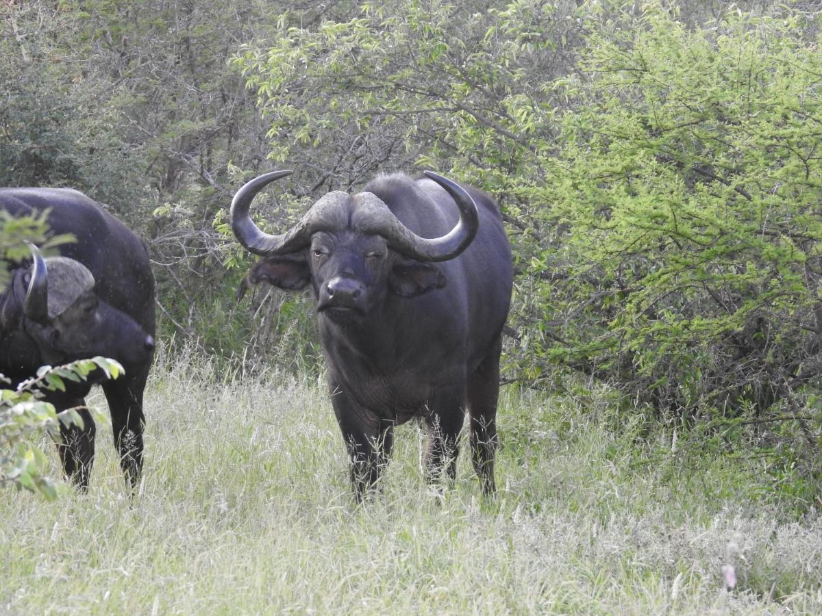 African Dream Tour Hoedspruit Dış mekan fotoğraf