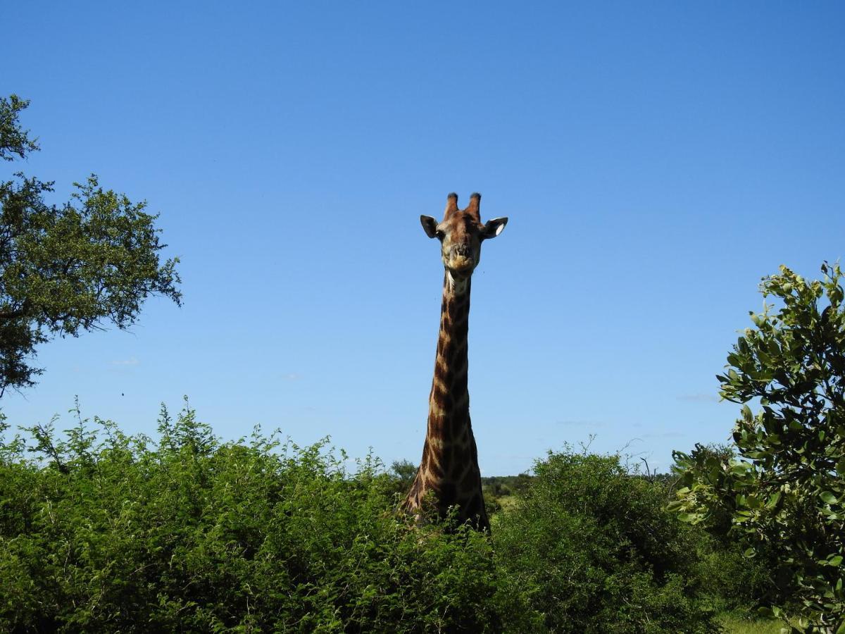 African Dream Tour Hoedspruit Dış mekan fotoğraf