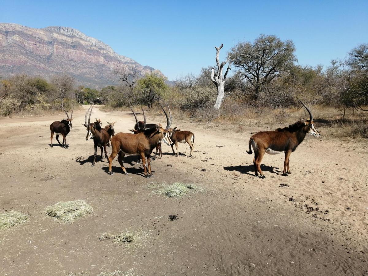 African Dream Tour Hoedspruit Dış mekan fotoğraf