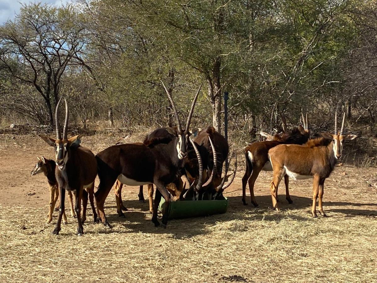 African Dream Tour Hoedspruit Dış mekan fotoğraf