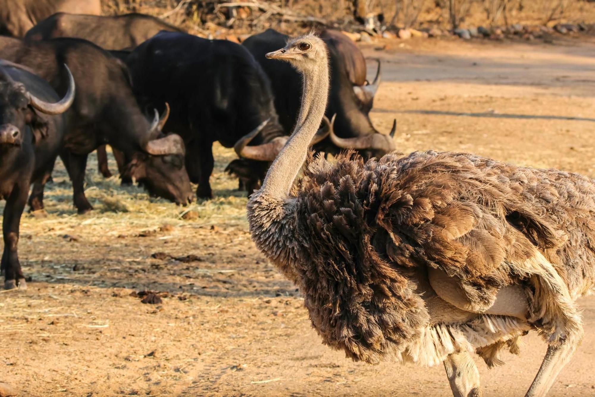 African Dream Tour Hoedspruit Dış mekan fotoğraf
