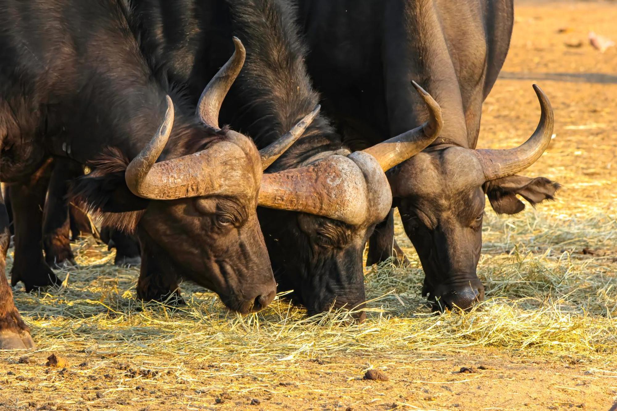 African Dream Tour Hoedspruit Dış mekan fotoğraf