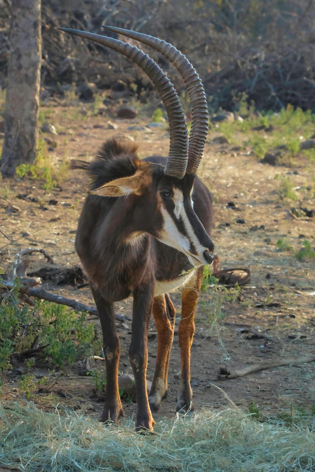 African Dream Tour Hoedspruit Dış mekan fotoğraf