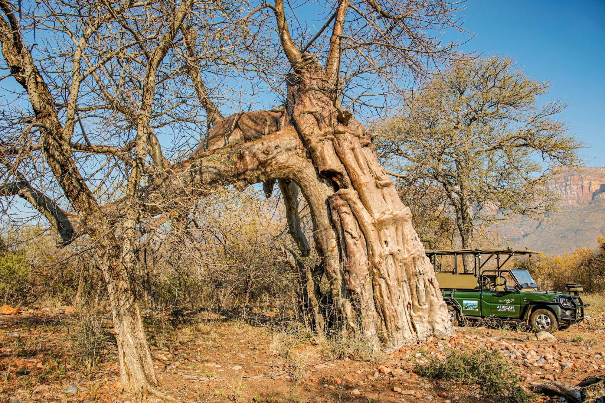 African Dream Tour Hoedspruit Dış mekan fotoğraf